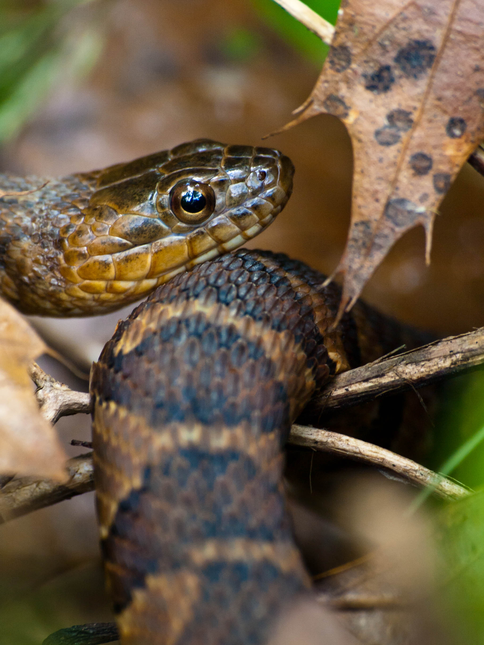 Snake at Montgomery Bell State Park in Dickson County, Tennessee