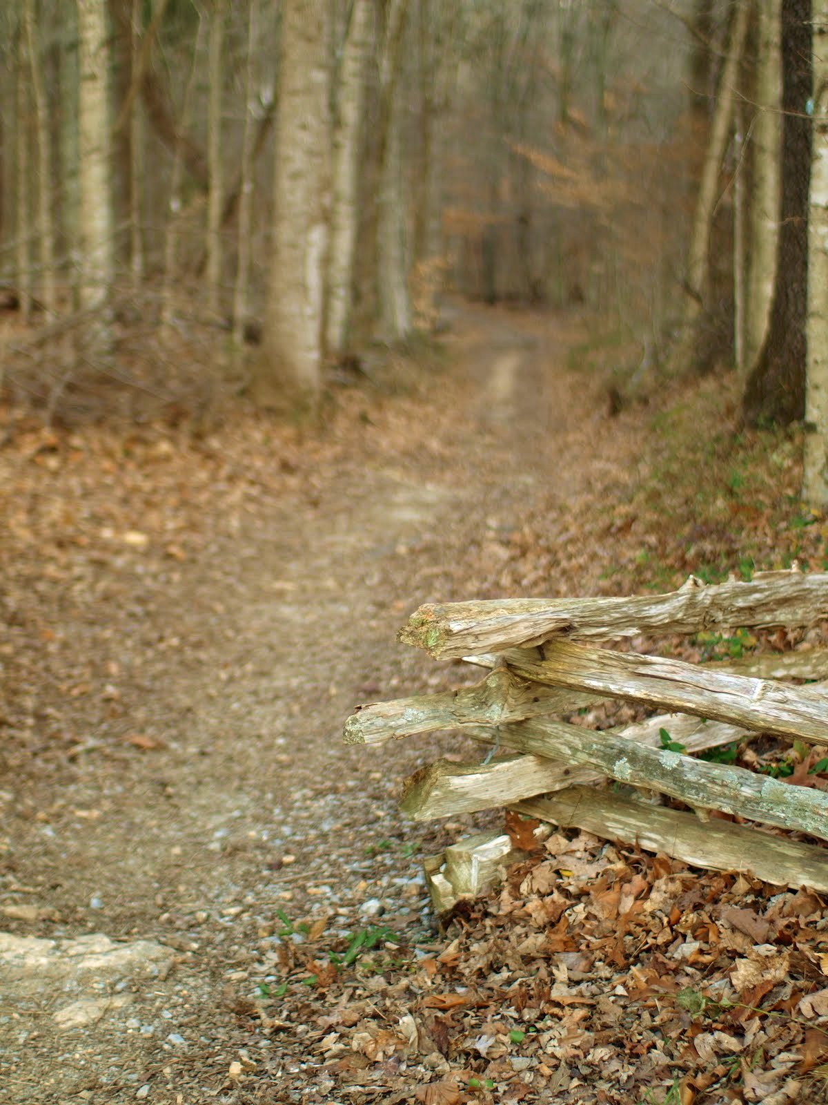 Trail near Garrison Creek along the Natchez Trace Parkway 