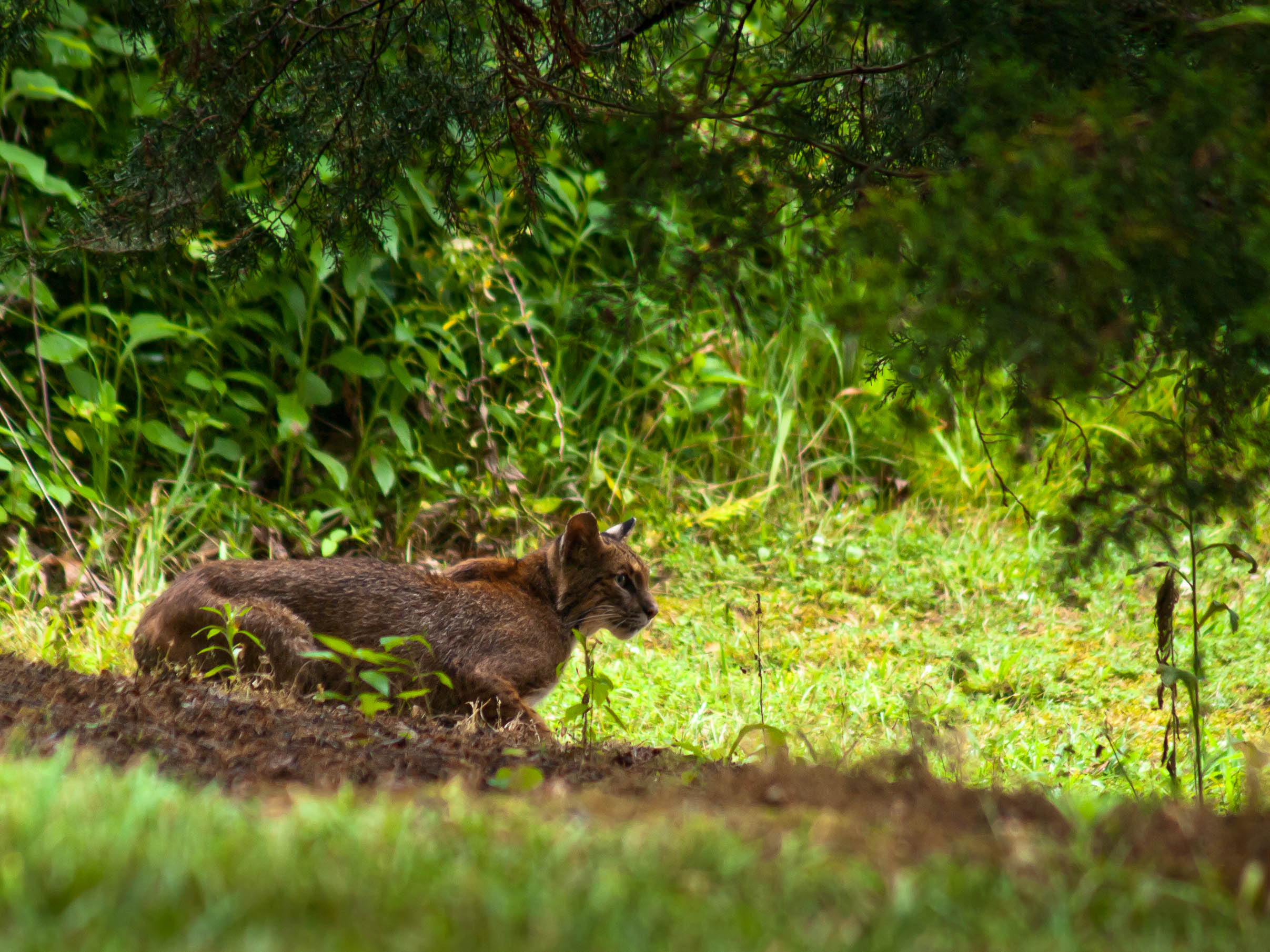 Bobcat at Williamsport Lakes in Maury County